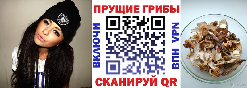 Купить  Кохма  Псилоцибиновые грибы Magic Shrooms 